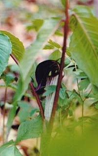 Jack-in-the-pulpit