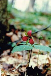 purple trillium