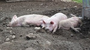 PIGS on side wallowing