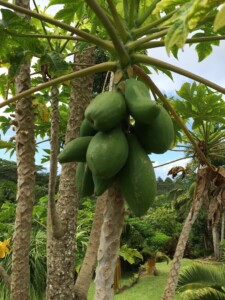 botanical tropical fruit