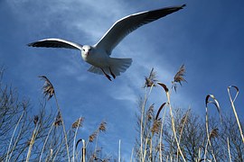 bank seagull