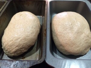 rye in pans no pricks