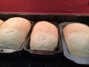 rye rising in pans 2