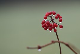 sweet-eternal-quality-red-flower-water-drops