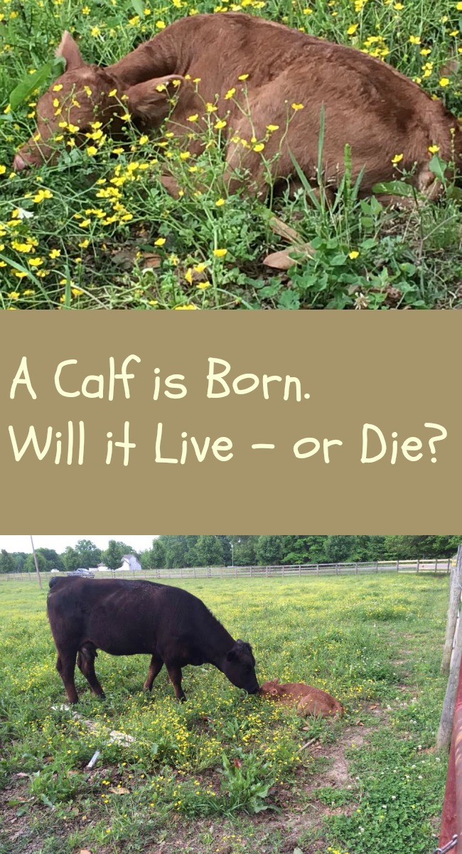 Pinterest Calf is Born