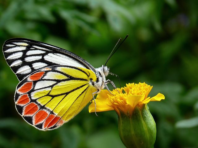 Jezebel