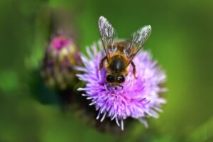 birds and bees