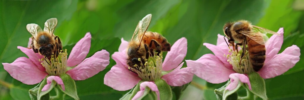birds and bees