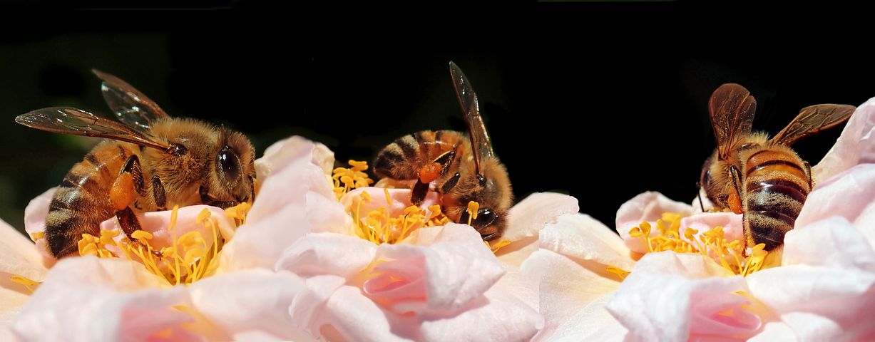 the birds and the bees