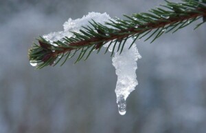 love grows cold