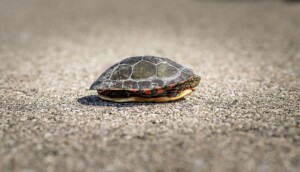 turtle shell