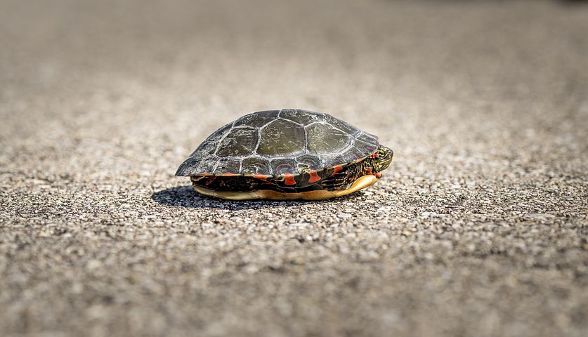 turtle shell
