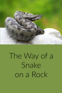 the way of a snake