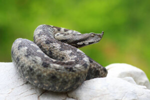 way of a snake