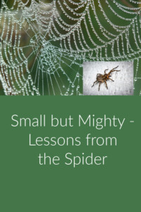 Pinterest Lessons from the Spider