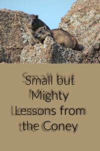 Pinterest Lessons from the Coney