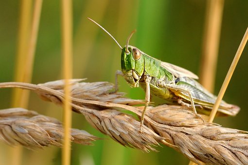 locust