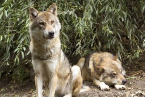 the wolf you feed