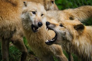 the wolf you feed